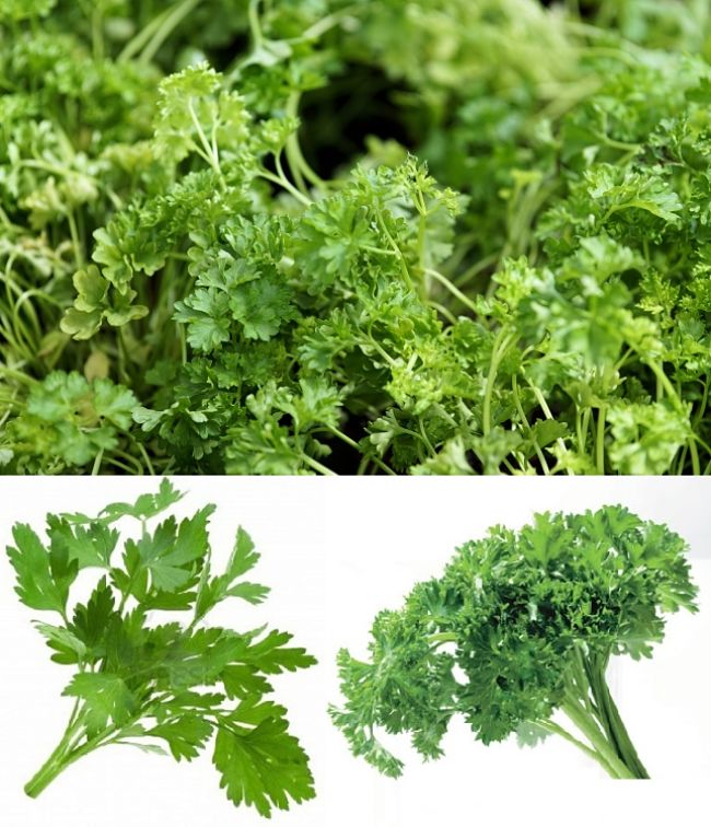 Parsley is a versatile herb for growing in your garden or in pots. Discover the best way to grow it and when and where to plant it in your climate zone.