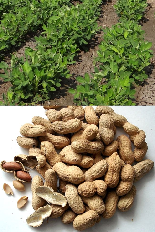 Planting and growing guide for peanuts arachis hypogaea 