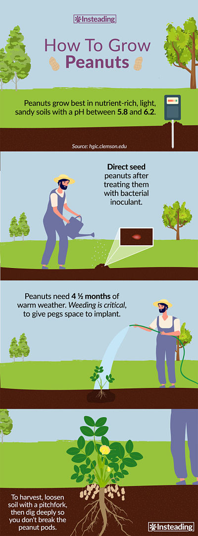 How to grow Peanuts