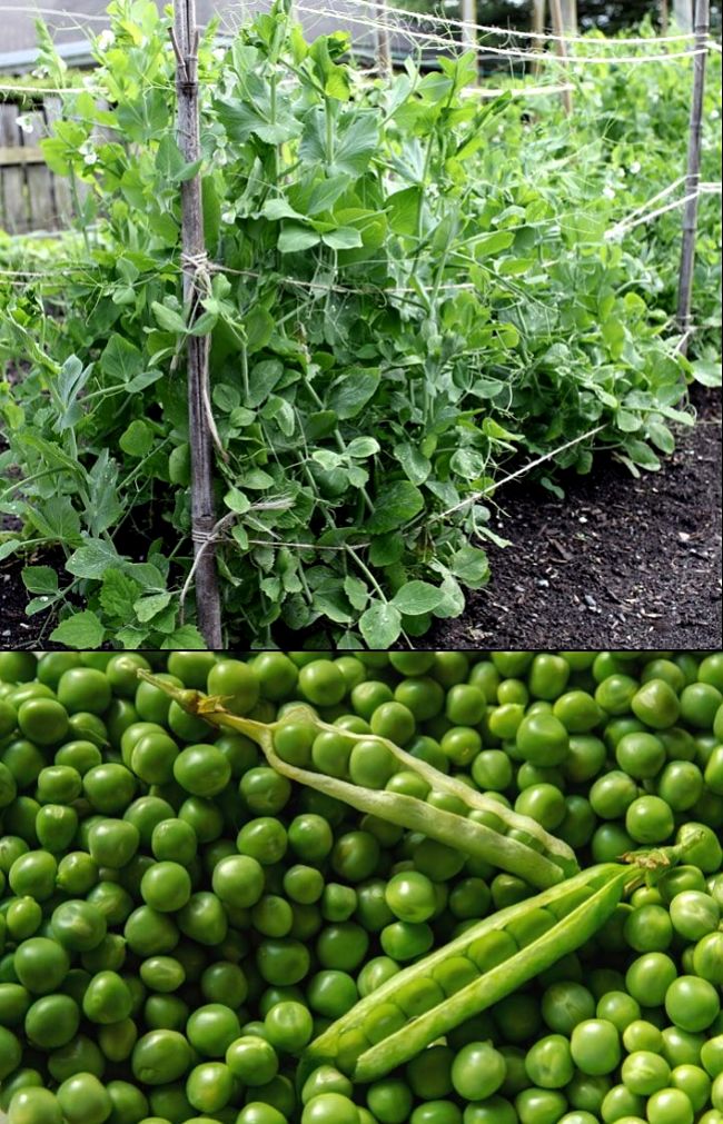  Learn How to grow Peas in your home garden or in pots - full growing guide with hints and tips