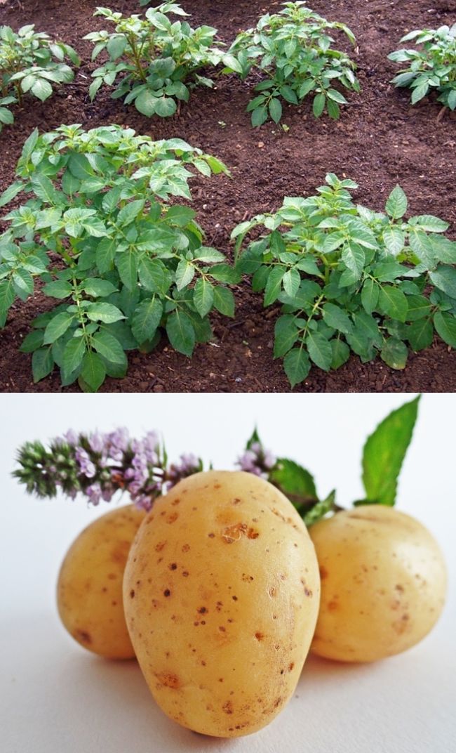 Learn How to grow Potatoes in your home garden. Complete growing guide with lots of hints and tips.