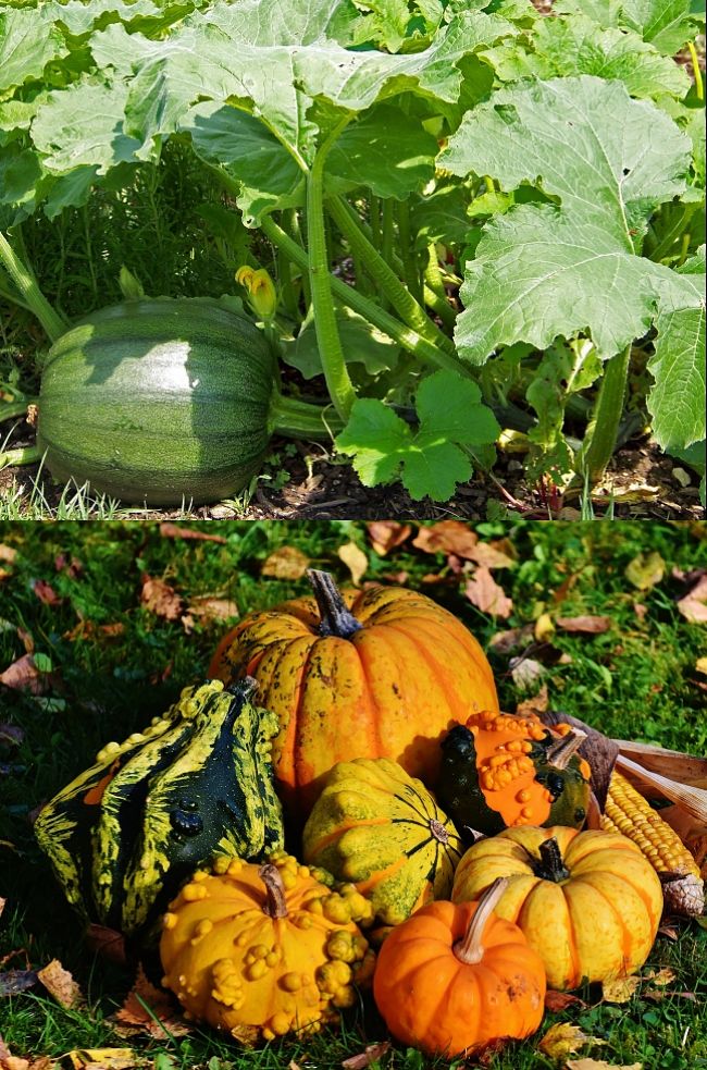 Discover how to grow Pumpkins in your locality and when and where to plant the seed.