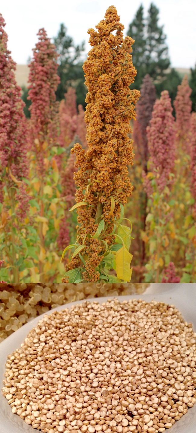 Learn how to grow the amazing pseudo-grain Quinoa in your home garden. Comprehensive growing guide with Tips and Tricks.