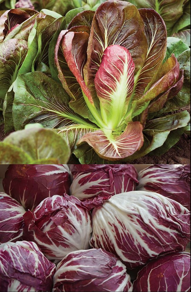 Discover when to plant and to grow Radicchio in your home garden to get a steady harvest of leaves for the kitchen.