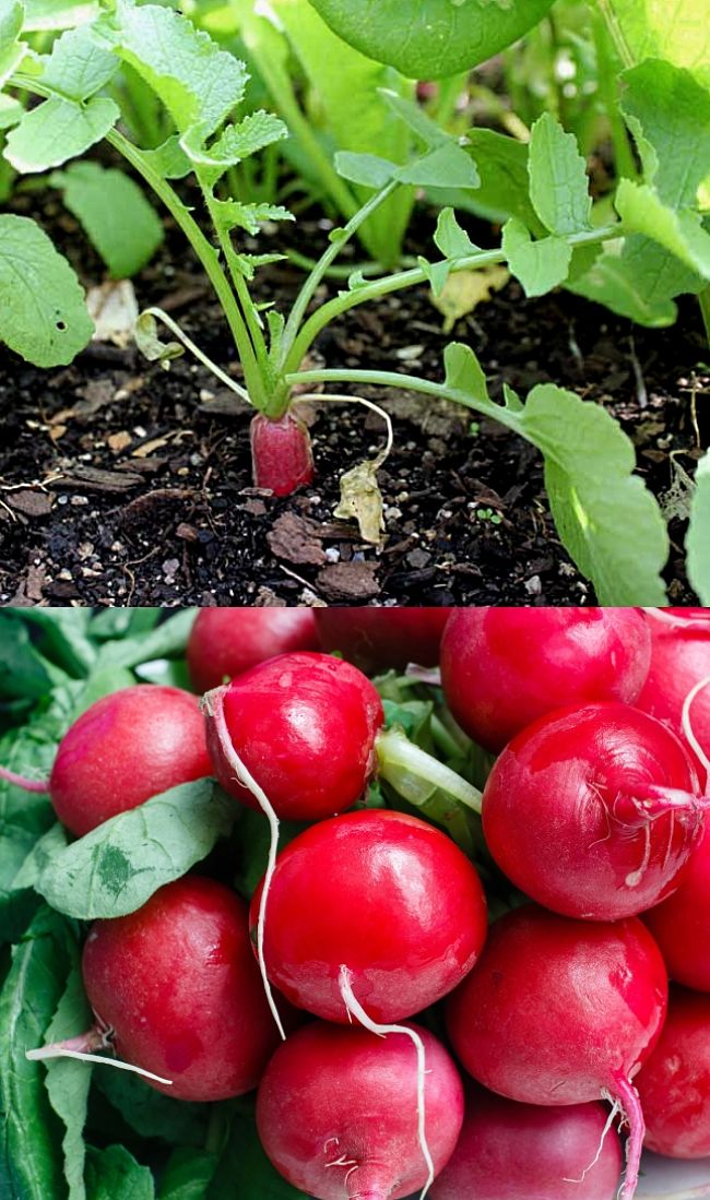 Discover when to plant and to grow Radish in your home garden to get a steady harvest of bulbs and tops for the kitchen