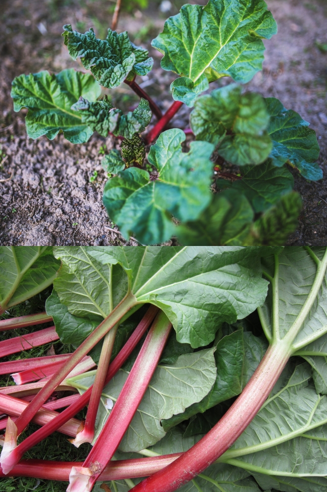 Discover when to plant and to grow Rhubarb in your home garden to get a reliable and continual yield red stems for the kitchen.