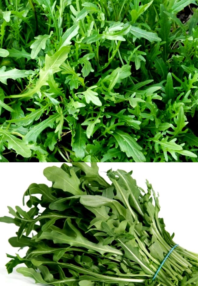 Planting and Growing Guide for Arugula / Rucola (Eruca vesicaria)