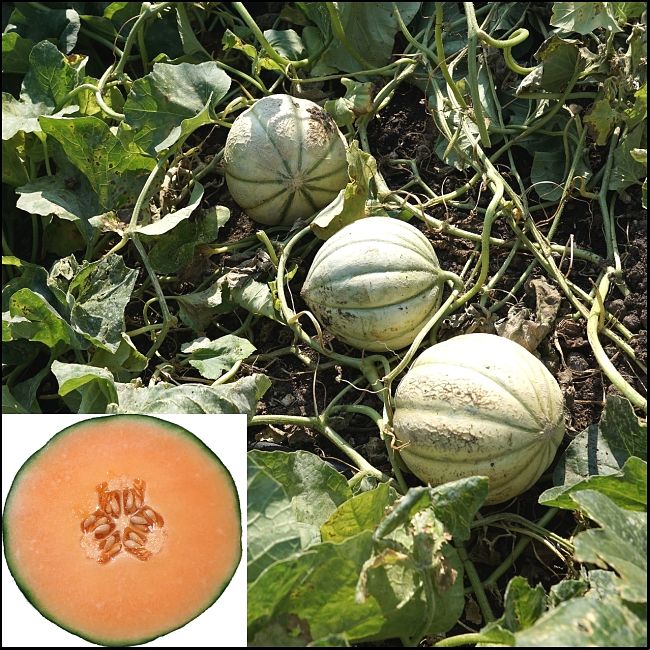 Rockmelon or Cantaloupe are what home growing is all about! Fresh fruit with wonderful flavor and aroma when pick and eaten straight away