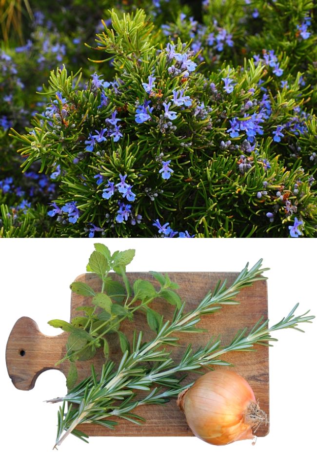 Discover when to plant and to grow Rosemary in your home garden to get a reliable and continual yield of leaves and shoots for the kitchen