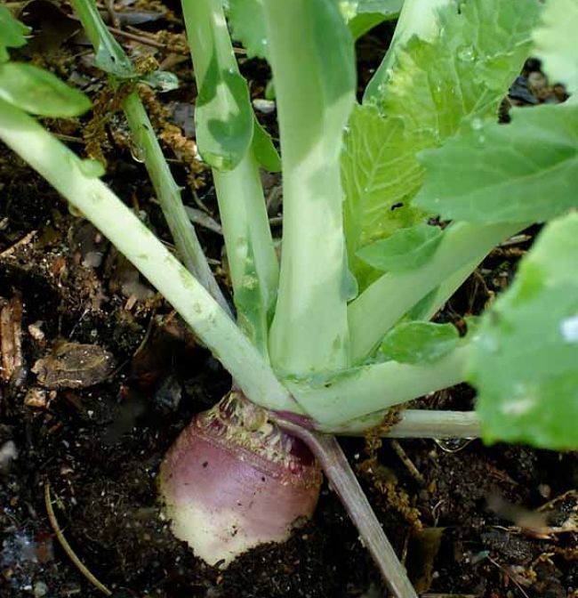 Learn to grow Rutabaga or Swedes in your home garden using the Comprehensive Growing Guide, Tips and Tricks.