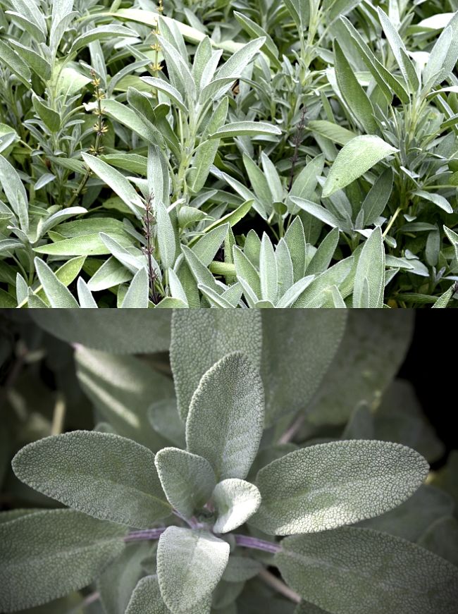 Learn to grow the popular herb, Sage in your home garden to get a reliable and continual yield of leaves and shoots for the kitchen