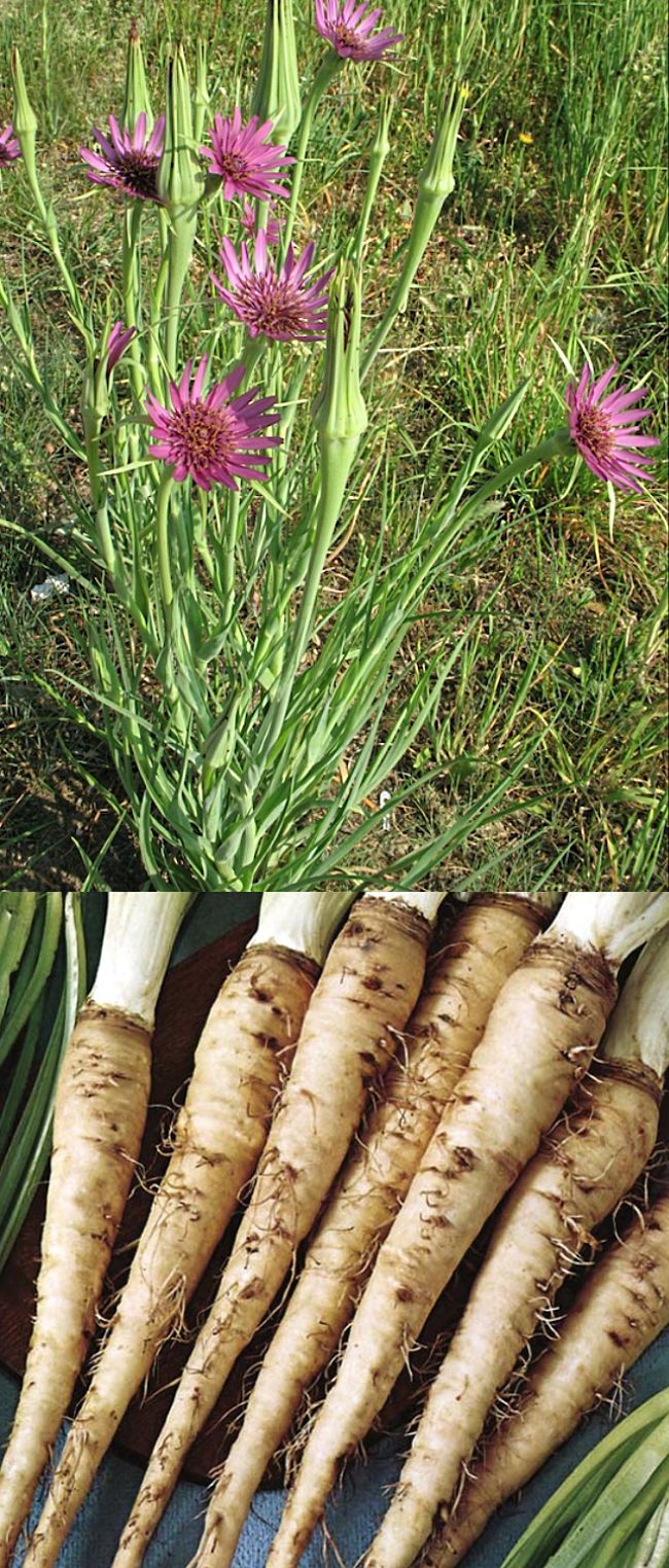 Learn to grow Vegetable Oyster in your home garden to get a reliable and continual yield of delicious, creamy white roots.