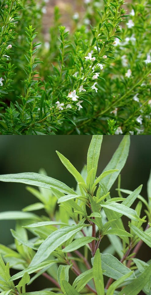 Learn when, where and how to grow Winter Savory in your home garden to get a reliable and continual yield.