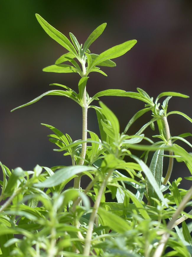 Learn when, where and how to grow Summer Savory in your home garden to get a reliable and continual yield.