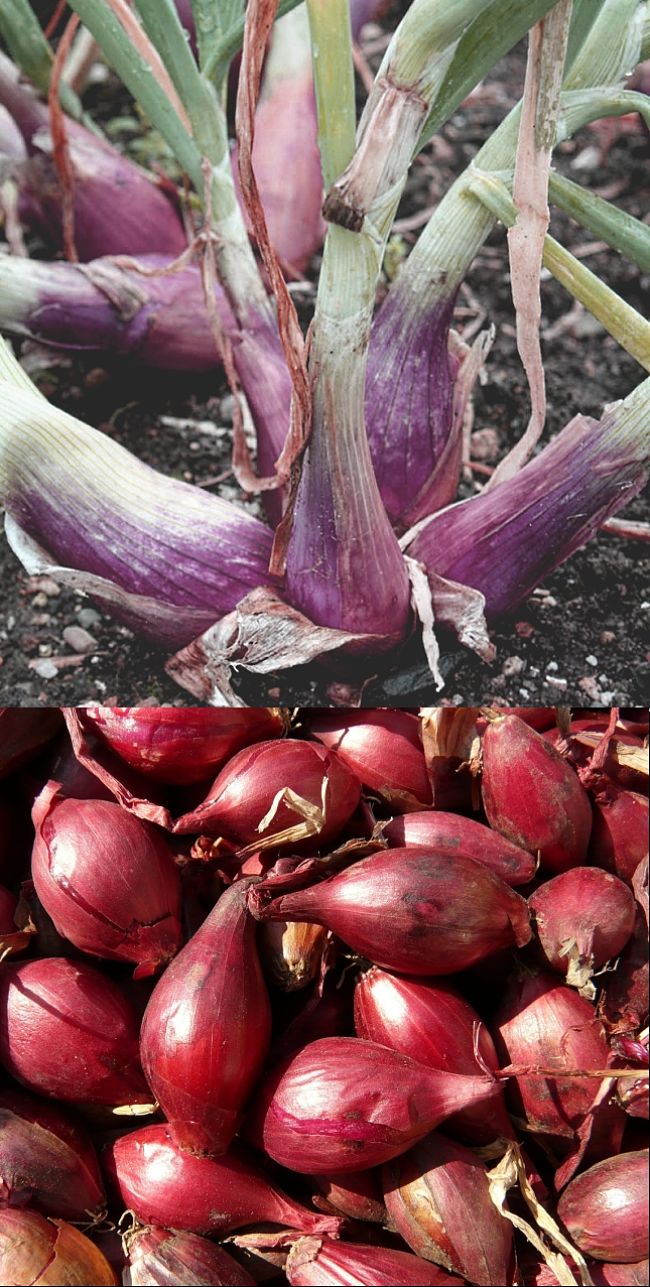 Shallots are growth by planting the small bulbs produced from the main plant in Spring and Autumn (Fall).