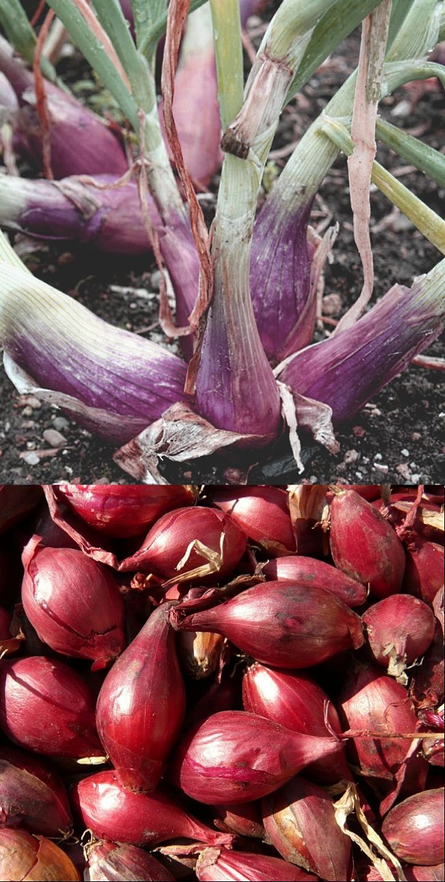 How to Plant and Grow Shallots