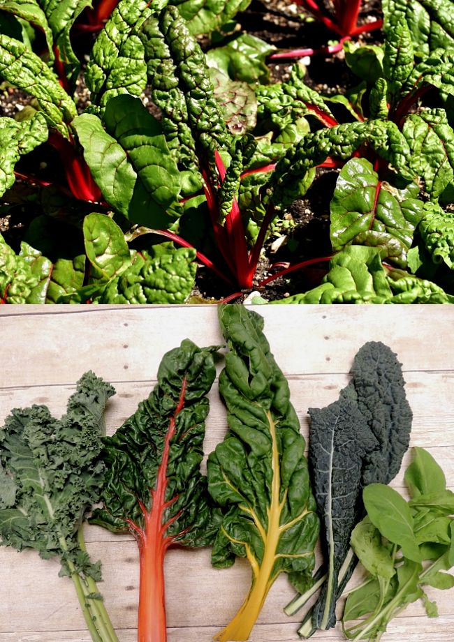 Learn how to grow Swiss Chard in your own garden