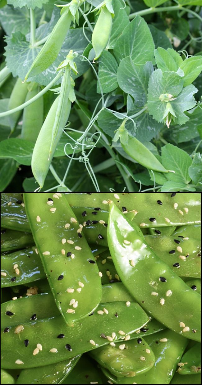 Snow peas are easy to grow in your garden and in pots with support for the climbing vines. Plant in batches at 2-3 week intervals for continuous harvest