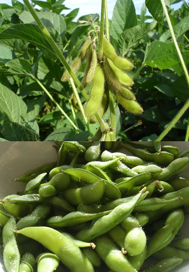 Discover how to grow and enjoy Edamame, green juvenile Soybean pods and seeds