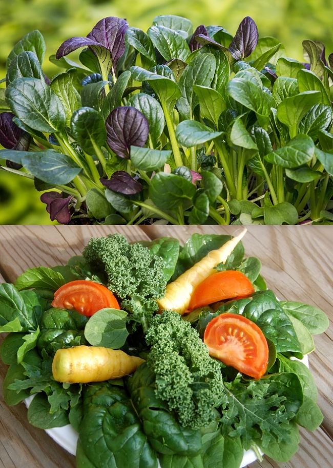 Learn when, where and how to grow Spinach in your home garden to get a continual yield over the winter months.