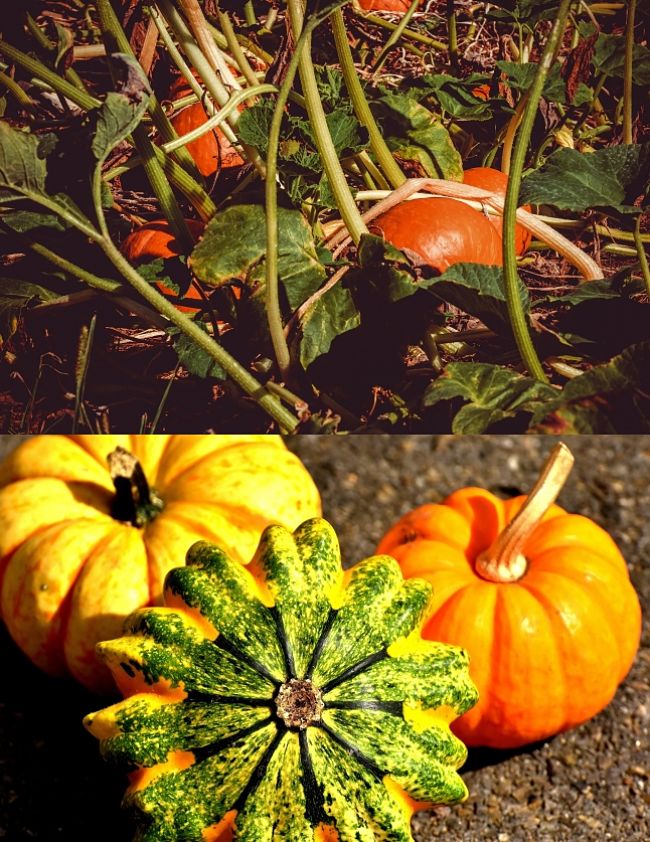 Learn how to grow Squash in your own garden