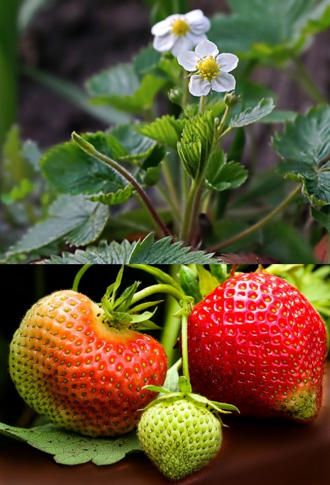 Learn how to grow Strawberries in your own garden