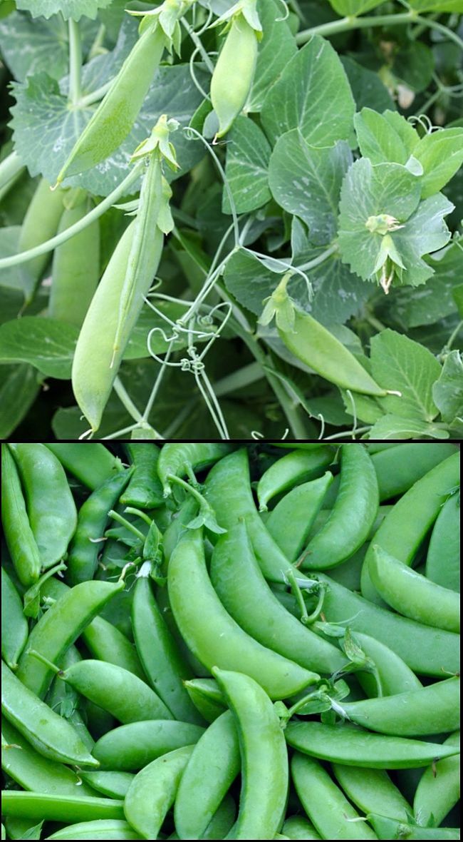 Sugar peas or Snap peas easy to grow in your garden, some climb and dwarf varieties grow as small bushes. Plant in batches at 2-3 week intervals for continuous harvest.