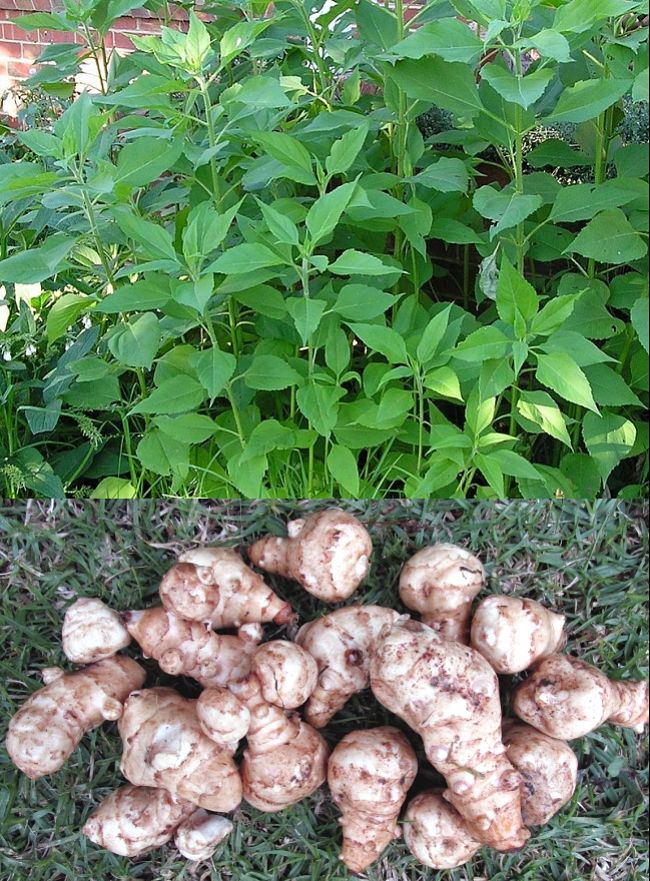 Learn how to grow Sunchoke, in your home garden. See the planting and growing guide to get started.