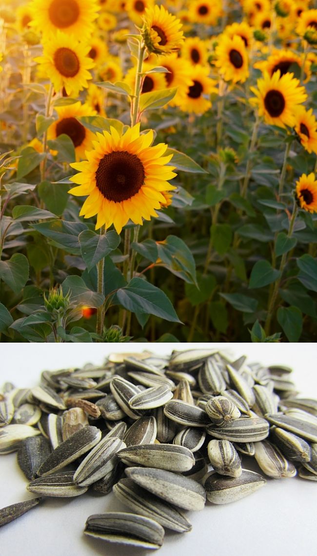 Learn when, where and how to grow Sunflowers in your home garden to produce a bumper crop.