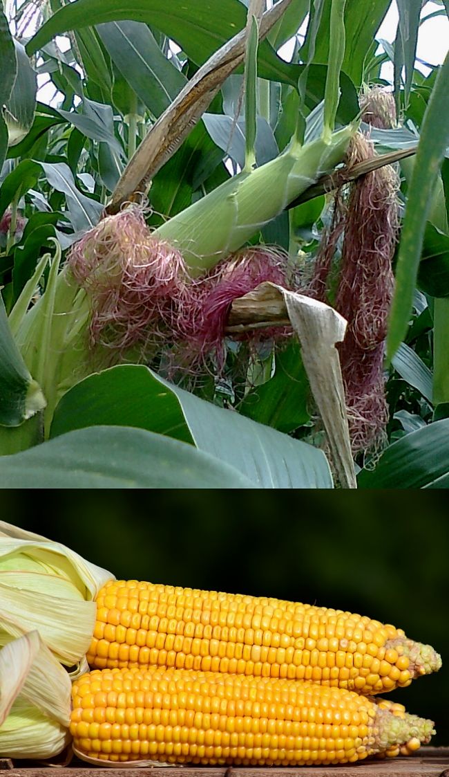 Learn how to grow Seet Corn in your own garden