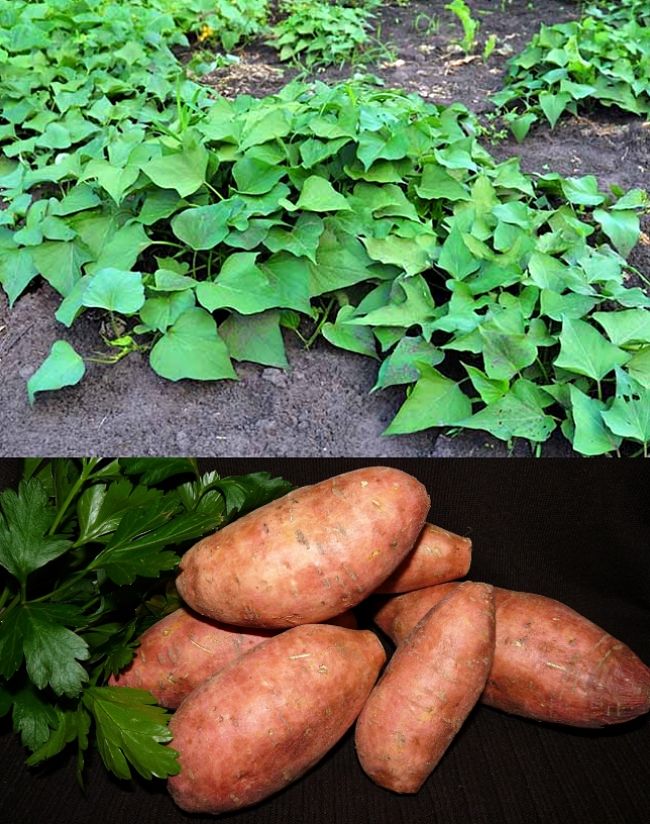 Learn to grow Sweet Potato in your home garden using the Comprehensive Growing Guide, Tips and Tricks