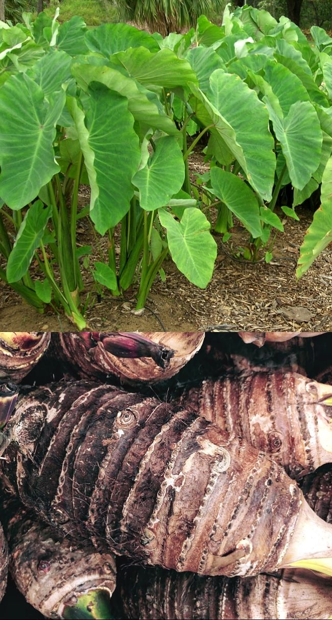 Dasheen, also known as Taro or Cocoyam, is grown for its large and nutritious corms and young shoots and leaves