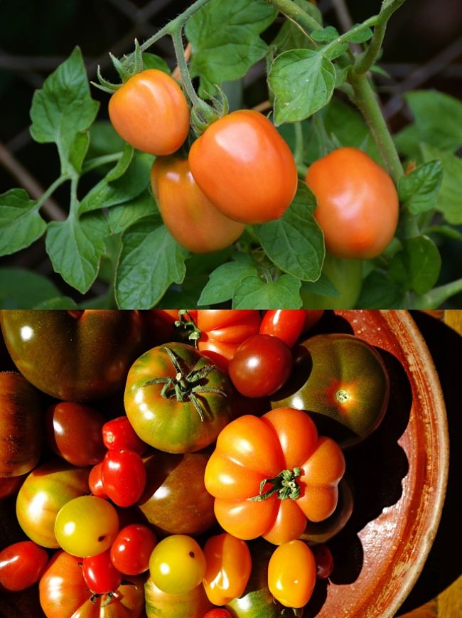 Learn to grow lovely, plump Tomatoes in your home garden - Comprehensive Growing Guide and Tips