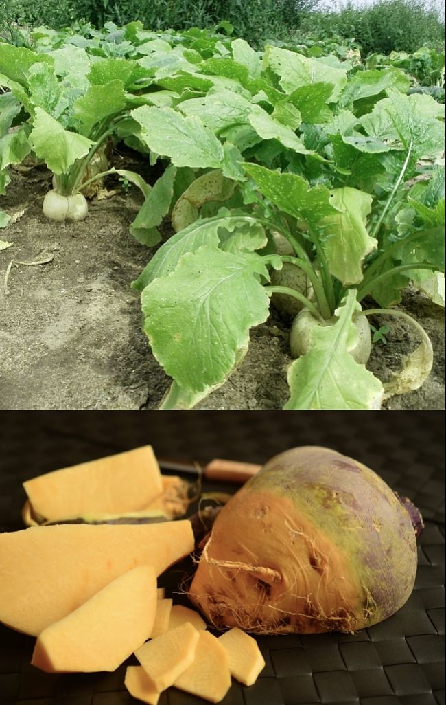 Discover how to grow sweet, tender Turnips in your home garden - Comprehensive Growing Guide and Tips for a bumper harvest.