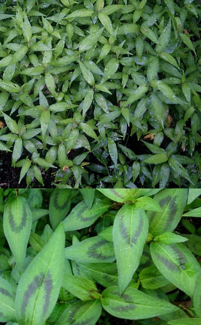 Discover how to grow Vietnamese Mint in your home garden, and its many uses as a herb for Vietnamese and other Asian dishes