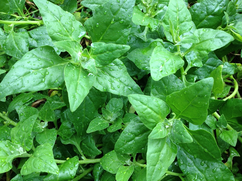 Planting and Growing Guide for Warrigal Greens.