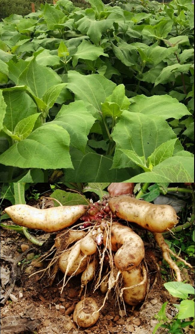 Planting and Growing Guide for Yacon in home gardens - Comprehensive Guide with Tips and Tricks for a bumper harvest of tubers.