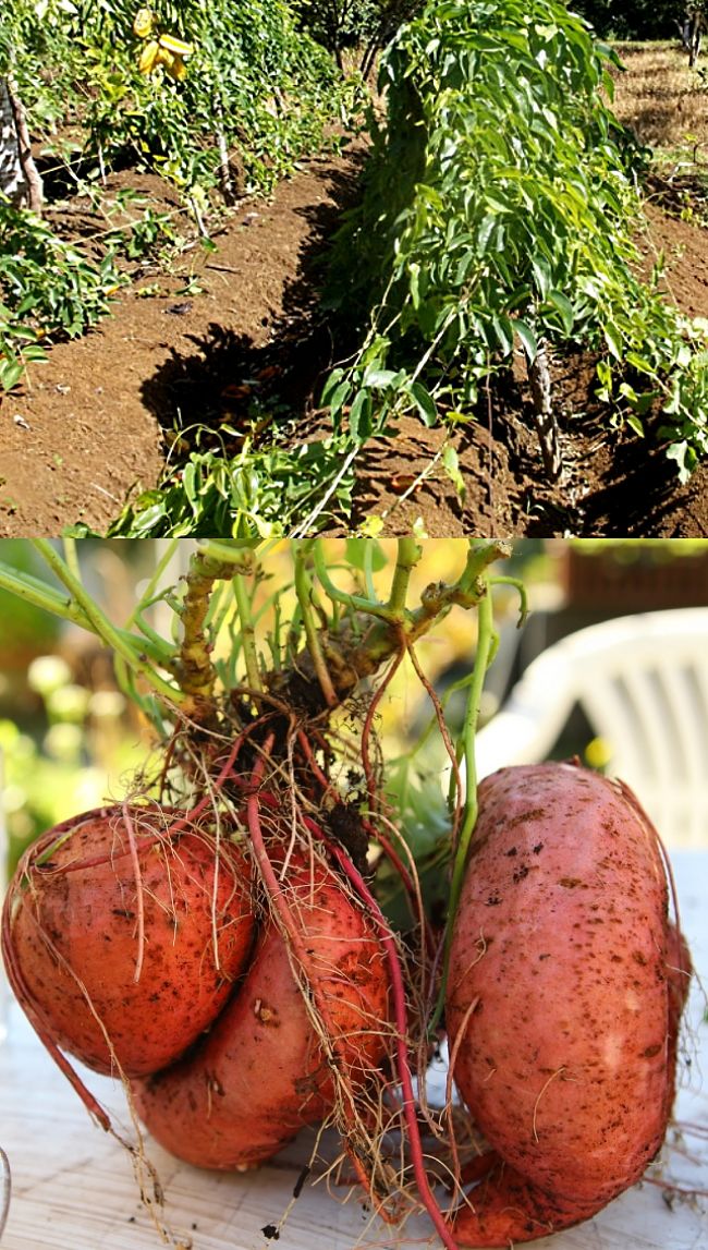 Planting and Growing Guide for Yam in home gardens - Comprehensive Guide with Tips and Tricks for a bumper harvest of tubers.