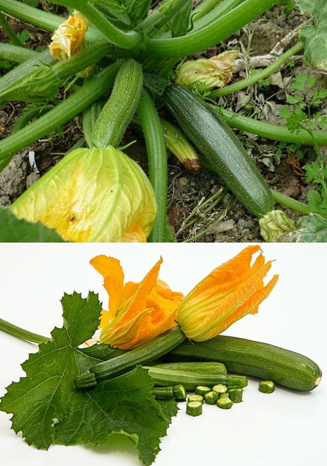 Discover how to grow, harvest Zuccini, also know as Courgette or Summer Squash, in your locality